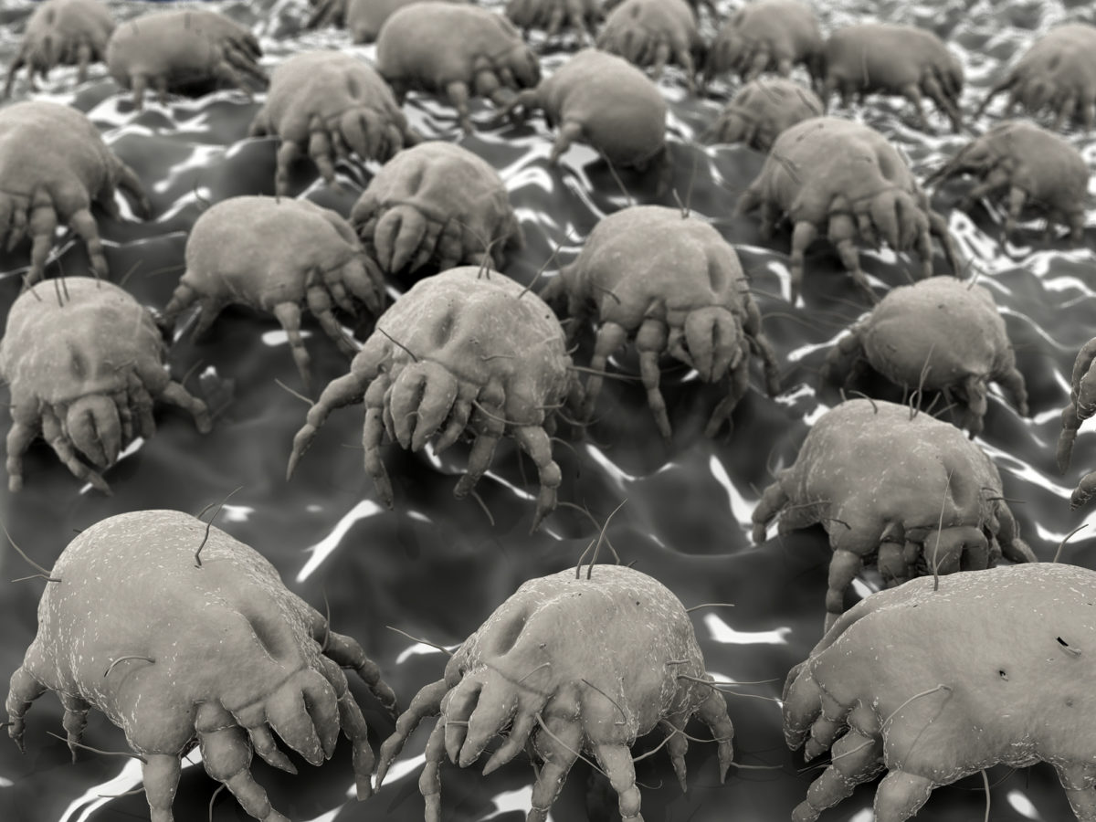 Acariens Loc'acarina